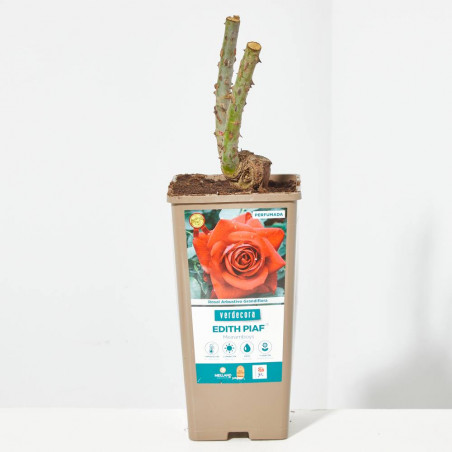 ROSAL ARBUSTIVO GRANDIFLORA ROJO EDITH PIAF MACETA 2 LITROS