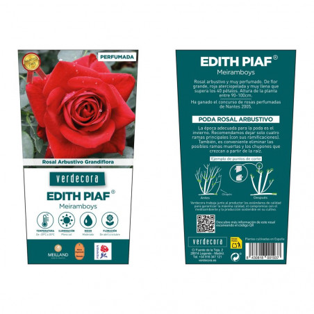 ROSAL ARBUSTIVO GRANDIFLORA ROJO EDITH PIAF MACETA 2 LITROS
