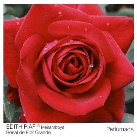 ROSAL ARBUSTIVO GRANDIFLORA ROJO EDITH PIAF MACETA 2 LITROS