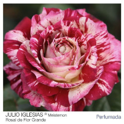 ROSAL ARBUSTIVO GRANDIFLORA BICOLOR JULIO IGLESIAS MACETA 2 LITROS