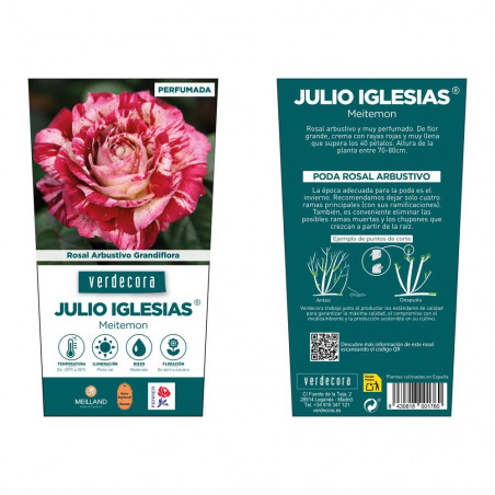 ROSAL ARBUSTIVO GRANDIFLORA BICOLOR JULIO IGLESIAS MACETA 2 LITROS