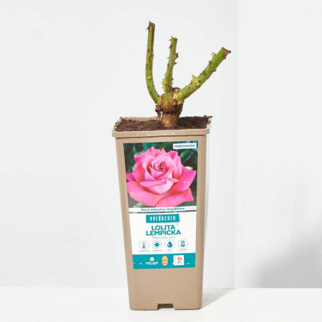 ROSAL ARBUSTIVO GRANDIFLORA ROSA LOLITA LEMPICKA MACETA 2 LITROS