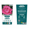 ROSAL ARBUSTIVO GRANDIFLORA ROSA LOLITA LEMPICKA MACETA 2 LITROS