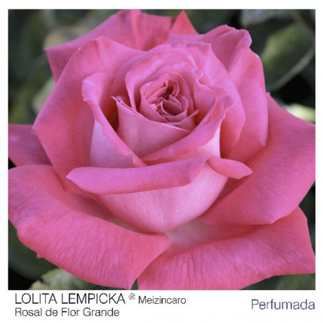 ROSAL ARBUSTIVO GRANDIFLORA ROSA LOLITA LEMPICKA MACETA 2 LITROS