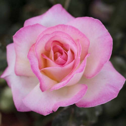 ROSAL GRANDIFLORA BICOLOR PRINCESA DE MONACO MACETA 2 LITROS