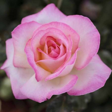 ROSAL GRANDIFLORA BICOLOR PRINCESA DE MONACO MACETA 2 LITROS