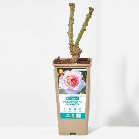 ROSAL GRANDIFLORA BICOLOR PRINCESA DE MONACO MACETA 2 LITROS