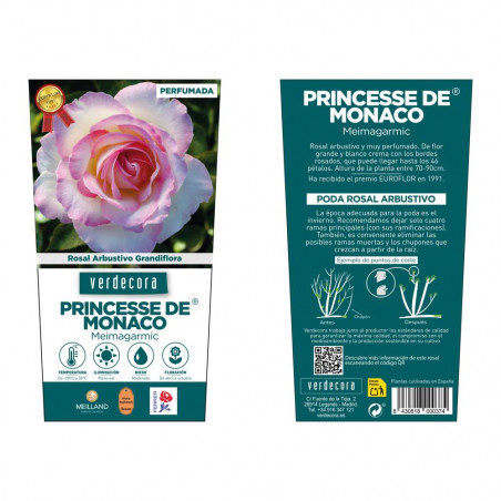 ROSAL GRANDIFLORA BICOLOR PRINCESA DE MONACO MACETA 2 LITROS