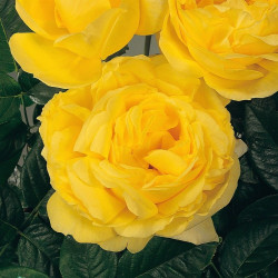 ROSAL GRANDIFLORA AMARILLO MICHELANGELO MACETA 2 LITROS