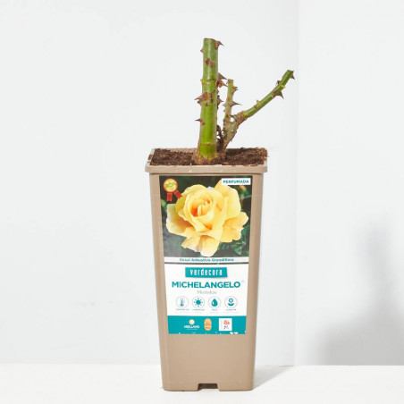 ROSAL GRANDIFLORA AMARILLO MICHELANGELO MACETA 2 LITROS