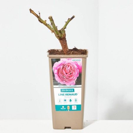 ROSAL GRANDIFLORA ROSA LINE RENAUD MACETA 2 LITROS