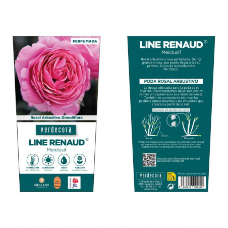 ROSAL GRANDIFLORA ROSA LINE RENAUD MACETA 2 LITROS