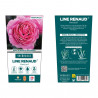 ROSAL GRANDIFLORA ROSA LINE RENAUD MACETA 2 LITROS