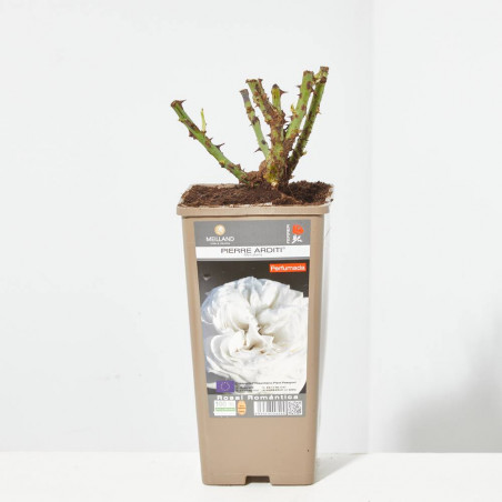 ROSAL GRANDIFLORA BLANCO PIERRE ARDITI MACETA 2 LITROS