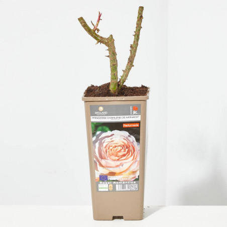 ROSAL GRANDIFLORA BICOLOR PRINCESSE CHARLENE DE MÓNACO MACETA 2 LITROS