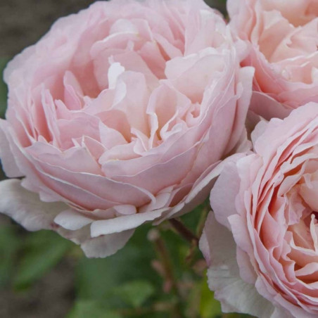 ROSAL GRANDIFLORA BICOLOR PRINCESSE CHARLENE DE MÓNACO MACETA 2 LITROS