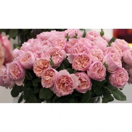 ROSAL GRANDIFLORA BICOLOR PRINCESSE CHARLENE DE MÓNACO MACETA 2 LITROS