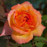 ROSAL GRANDIFLORA NARANJA RENE GOSCINNY MACETA 2 LITROS