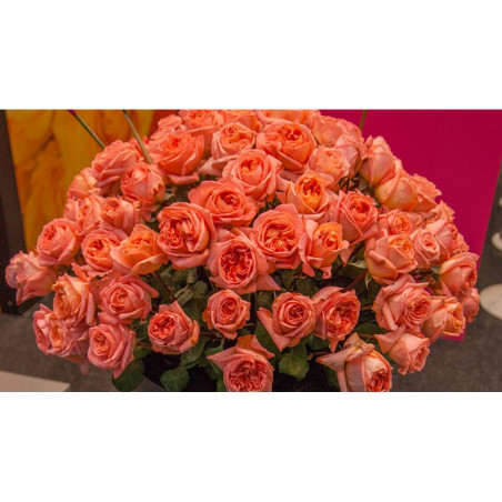 ROSAL GRANDIFLORA NARANJA RENE GOSCINNY MACETA 2 LITROS