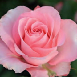 ROSAL GRANDIFLORA MARTINA MACETA 2 LITROS