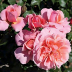 ROSAL FLORIBUNDA ROSA BOTICELLI MACETA 2 LITROS