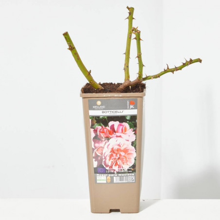 ROSAL FLORIBUNDA ROSA BOTICELLI MACETA 2 LITROS