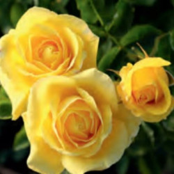 ROSAL FLORIBUNDA AMARILLO CARTE D'OR MACETA 2 LITROS