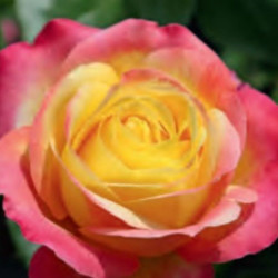 ROSAL GRANDIFLORA ORIENTAL PEACE MACETA 2 LITROS