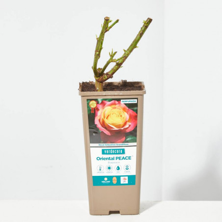 ROSAL GRANDIFLORA ORIENTAL PEACE MACETA 2 LITROS