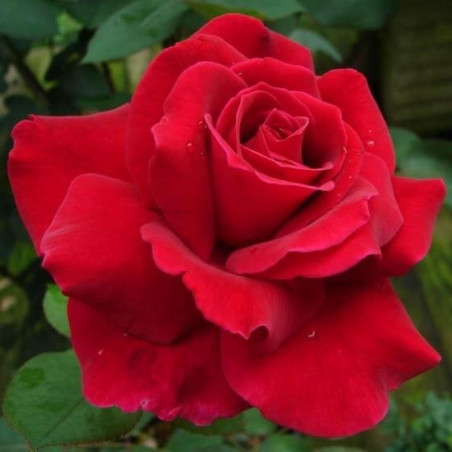 ROSAL GRANDIFLORA ROJO MISTER LYNCOLN MACETA 2 LITROS