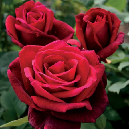 ROSAL GRANDIFLORA ROJO MISTER LYNCOLN MACETA 2 LITROS