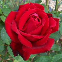 ROSAL GRANDIFLORA ROJO CHRYSLER MACETA 2 LITROS