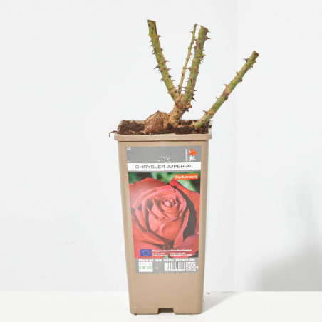 ROSAL GRANDIFLORA ROJO CHRYSLER MACETA 2 LITROS