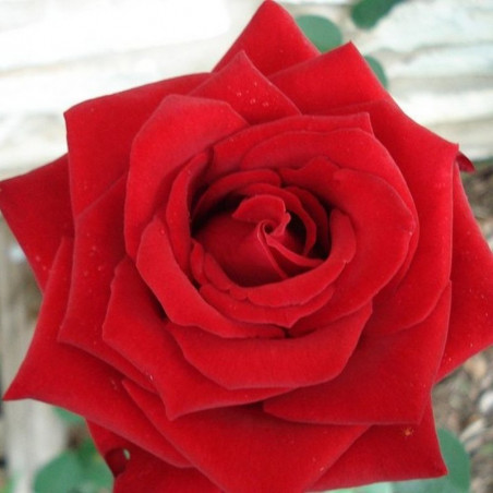 ROSAL GRANDIFLORA ROJO CHRYSLER MACETA 2 LITROS