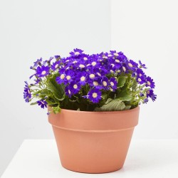 CINERARIA HÍBRIDA MACETA 13CM
