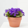 CINERARIA HÍBRIDA MACETA 13CM