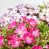 CINERARIA HÍBRIDA MACETA 13CM