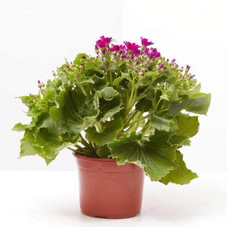 CINERARIA HÍBRIDA MACETA 13CM