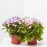 CINERARIA HÍBRIDA MACETA 13CM
