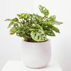 MONSTERA OBLICUA MACETA 18CM