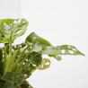 MONSTERA OBLICUA MACETA 18CM