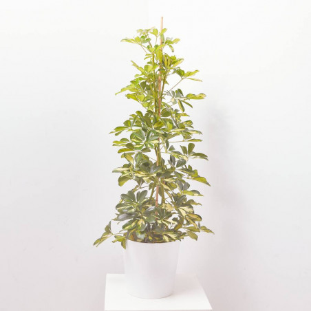 SCHEFLERA DALTON MACETA 20CM