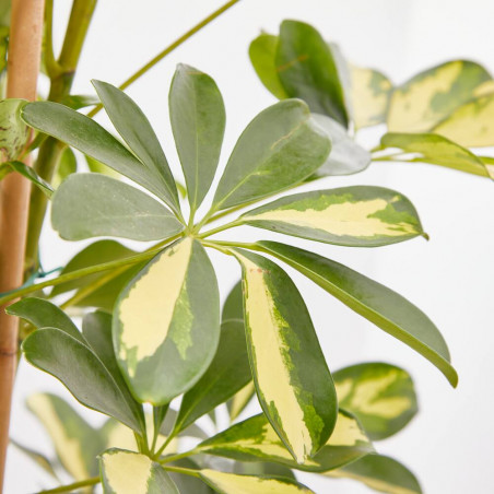 SCHEFLERA DALTON MACETA 20CM