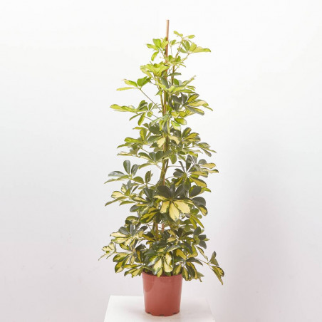 SCHEFLERA DALTON MACETA 20CM