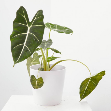 ALOCASIA FRYDEK MACETA 17CM