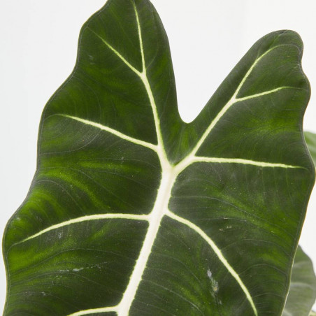 ALOCASIA FRYDEK MACETA 17CM