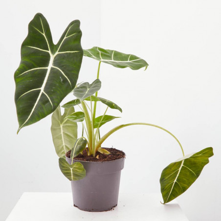 ALOCASIA FRYDEK MACETA 17CM