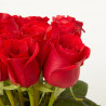ONLY ROSES - (12 ROSAS)