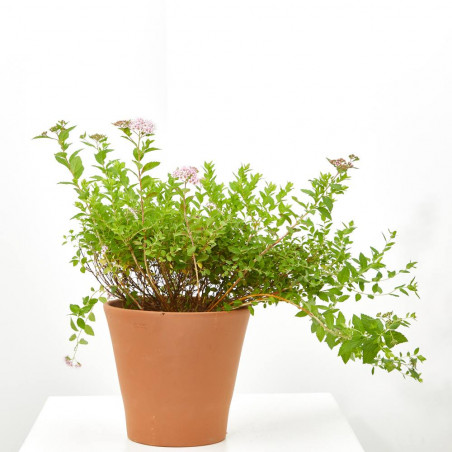 SPIREA MACETA 15CM