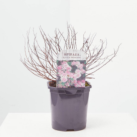 SPIREA MACETA 15CM